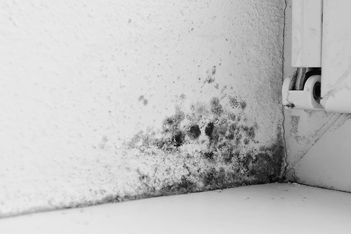 What is Black Mold?